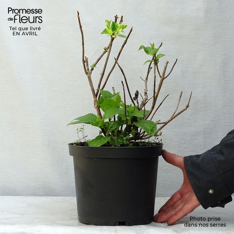 Spécimen de Hortensia - Hydrangea macrophylla Black Steel Zebra en pot 5L tel que livré au printemps
