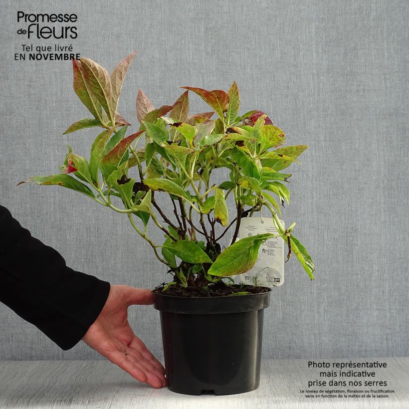 Spécimen de Hortensia - Hydrangea macrophylla Blauer Prinz Pot de 2L/3L tel que livré en automne