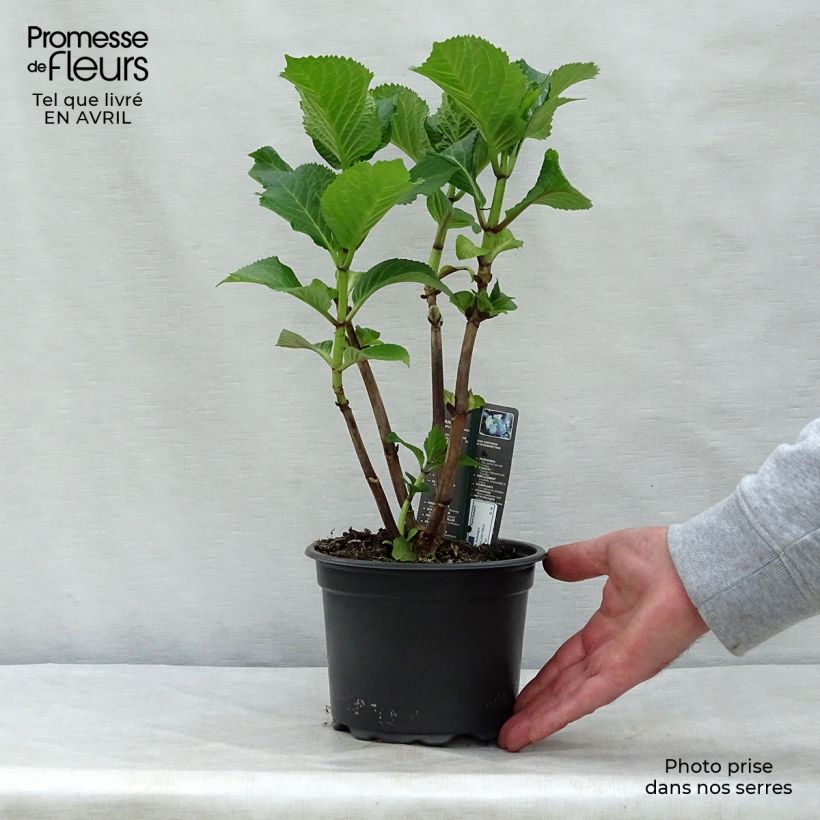 Spécimen de Hortensia - Hydrangea macrophylla Blaumeise en pot de 2/3L tel que livré au printemps