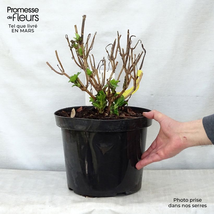 Spécimen de Hortensia - Hydrangea macrophylla Blaumeise tel que livré en printemps