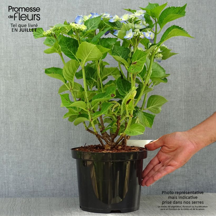 Spécimen de Hortensia - Hydrangea macrophylla Blue Sky Pot de 4L/5L tel que livré en été