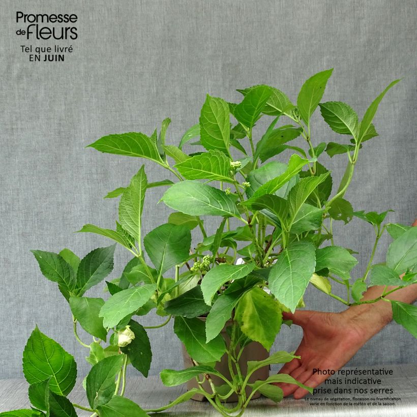 Spécimen de Hortensia - Hydrangea macrophylla Blue wave Pot de 2L/3L tel que livré en été