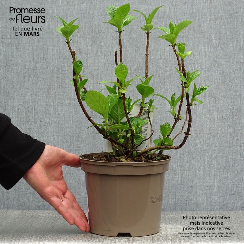 Spécimen de Hortensia - Hydrangea macrophylla Blue wave en pot de 2L/3L tel que livré au printemps