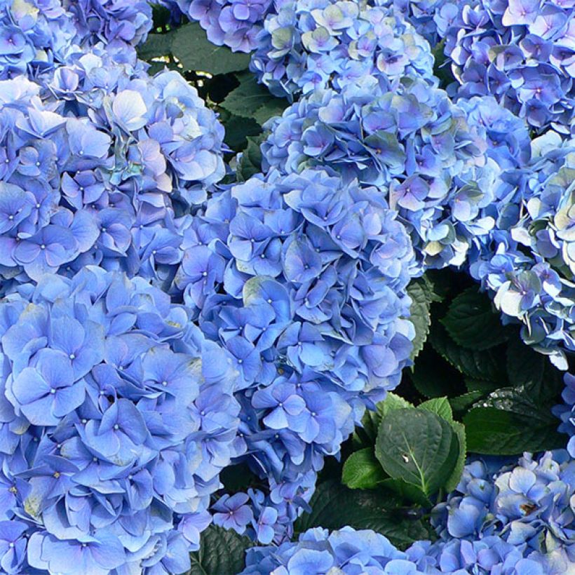 Hortensia - Hydrangea macrophylla Bodensee (Floraison)