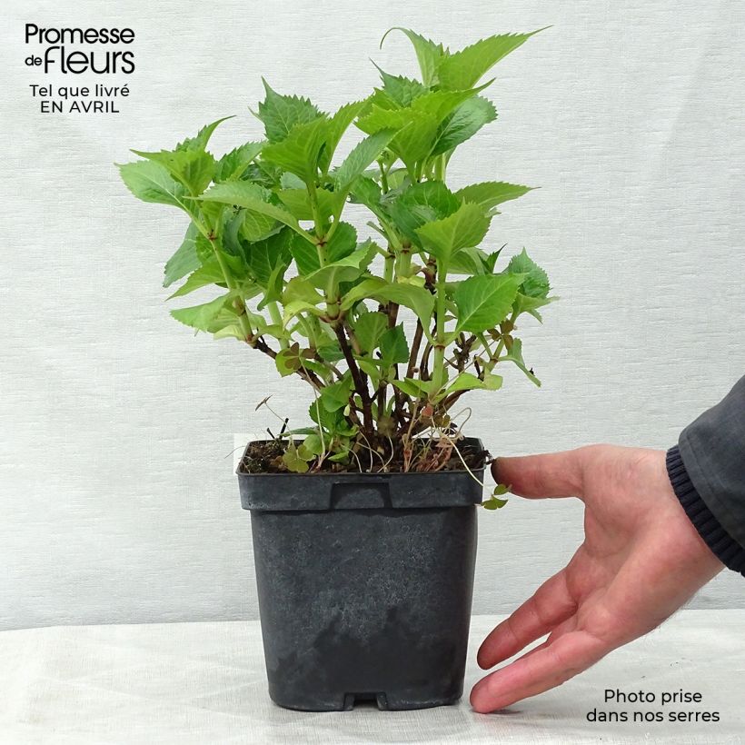 Spécimen de Hortensia - Hydrangea macrophylla Bodensee Pot de 2L/3L tel que livré au printemps