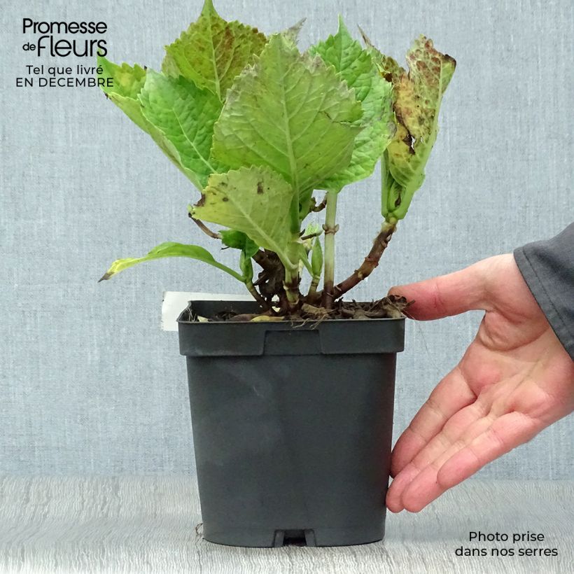 Spécimen de Hortensia - Hydrangea macrophylla Bodensee tel que livré en hiver
