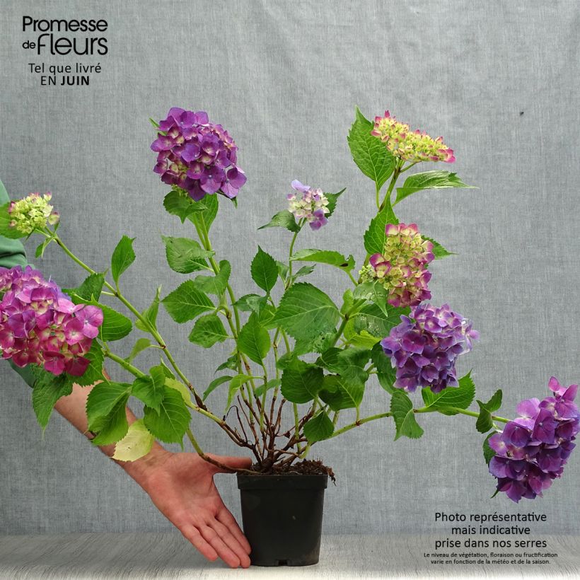 Spécimen de Hortensia - Hydrangea macrophylla Bodensee Pot de 2L/3L tel que livré en été