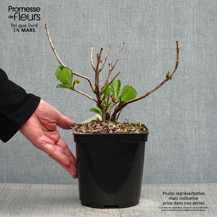 Spécimen de Hortensia - Hydrangea macrophylla Buchfink tel que livré au printemps