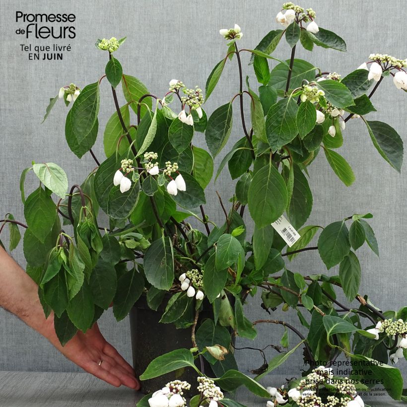 Spécimen de Hortensia - Hydrangea macrophylla Choco Chic Pot de 4L/5L tel que livré en été
