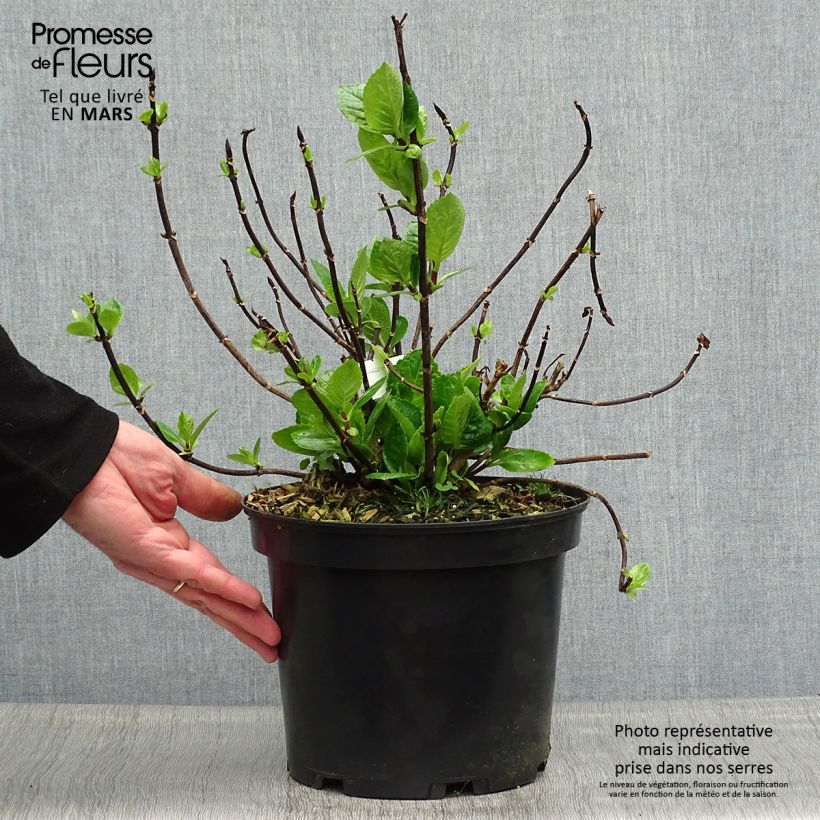 Spécimen de Hortensia - Hydrangea macrophylla Choco Chic tel que livré au printemps