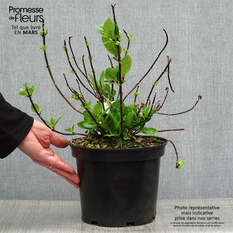 Spécimen de Hortensia - Hydrangea macrophylla Choco Chic Pot de 4L/5L tel que livré au printemps