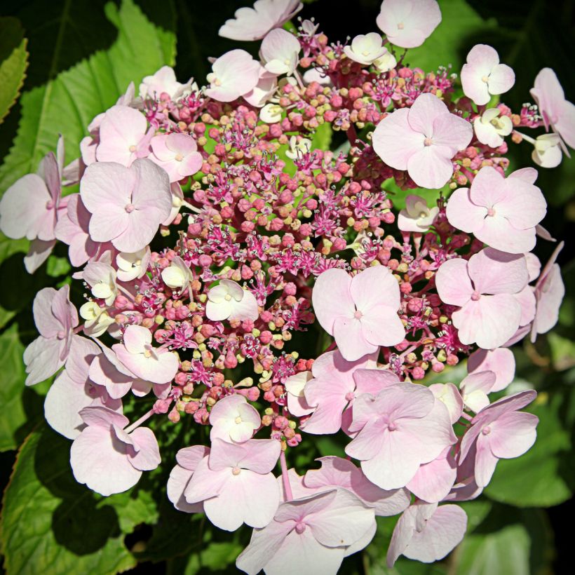 Hortensia macrophylla Cloudi (Floraison)