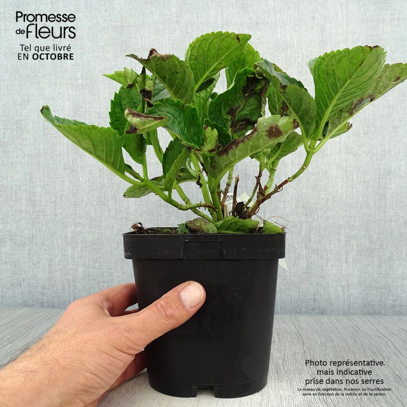 Spécimen de Hortensia macrophylla Constellation Pot de 2L/3L tel que livré en automne
