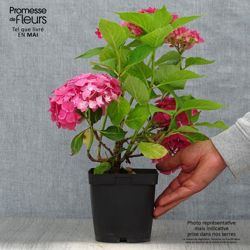 Spécimen de Hortensia macrophylla Constellation pot de 2/3L tel que livré au printemps