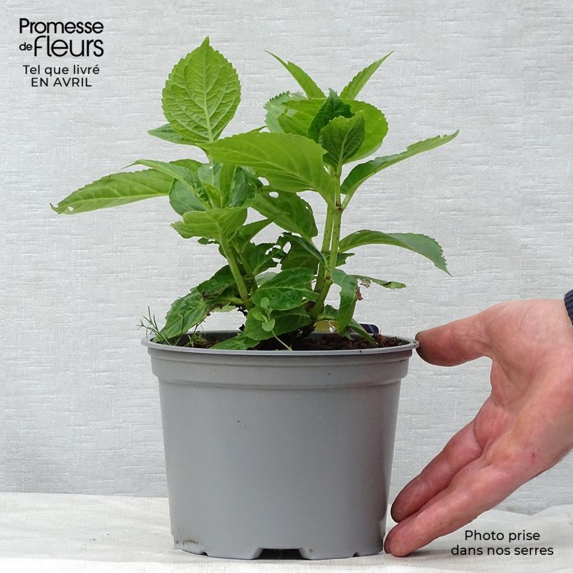 Spécimen de Hortensia - Hydrangea macrophylla Curly Sparkle Blue Pot de 2L/3L tel que livré au printemps