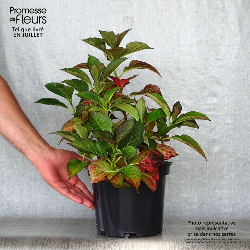 Spécimen de Hortensia - Hydrangea macrophylla Dark Angel (Black Diamonds) Pot de 4L/5L tel que livré en été