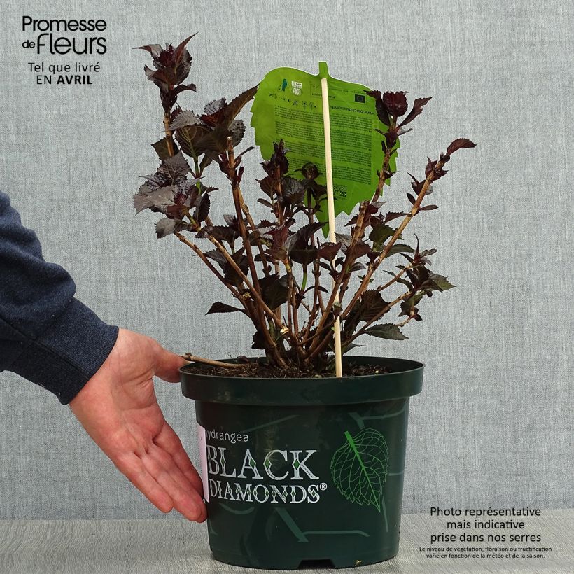 Spécimen de Hortensia - Hydrangea macrophylla Dark Angel Purple (Black Diamonds) tel que livré au printemps