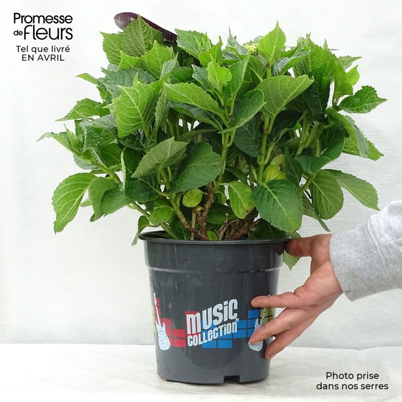 Spécimen de Hortensia - Hydrangea macrophylla Deep Purple Dance (Music Collection) Pot de 4L/5L tel que livré au printemps