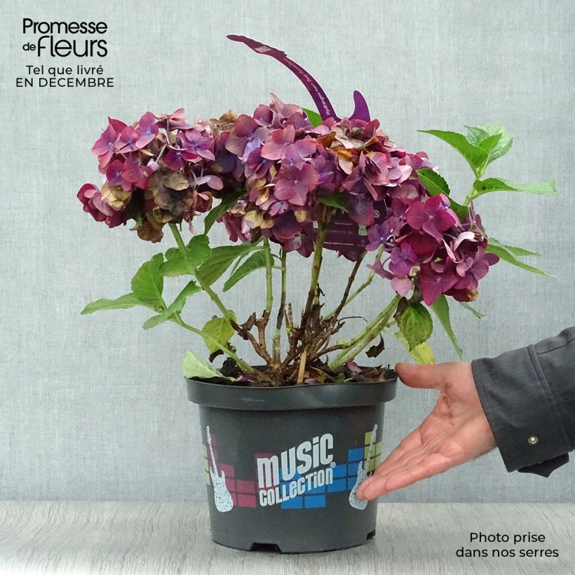Spécimen de Hortensia - Hydrangea macrophylla Deep Purple Dance (Music Collection) tel que livré en hiver