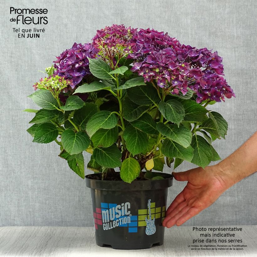 Spécimen de Hortensia - Hydrangea macrophylla Deep Purple Dance (Music Collection) Pot de 4L/5L, Touffe tel que livré en été