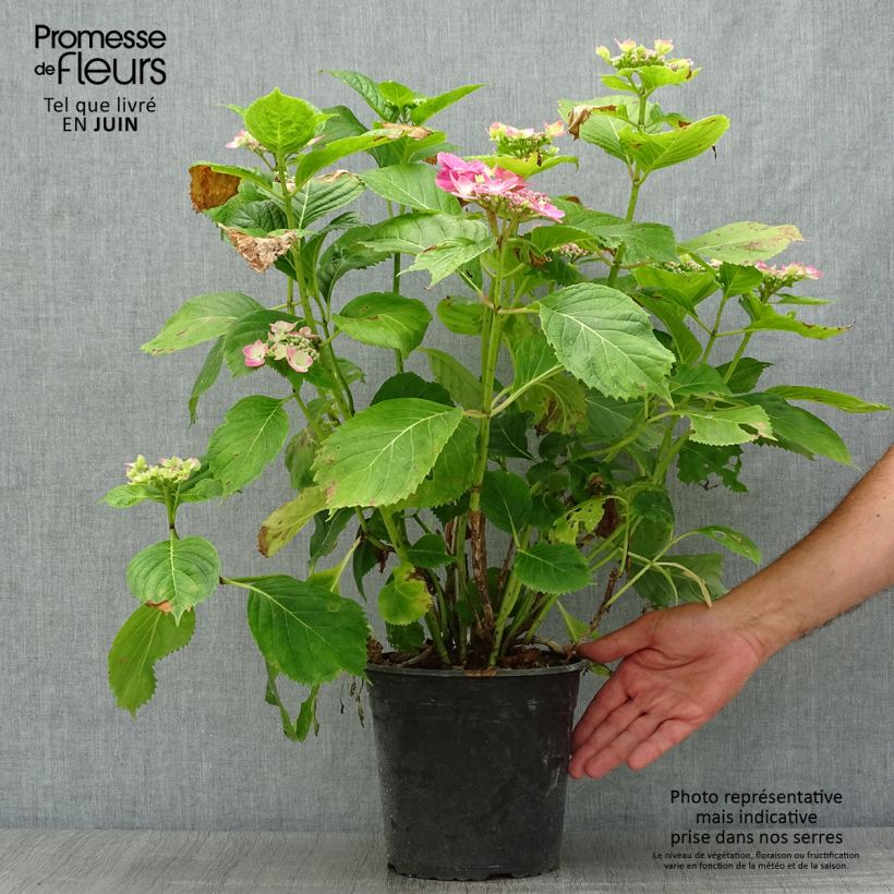 Spécimen de Hortensia - Hydrangea macrophylla Dolce Fragola tel que livré en ete