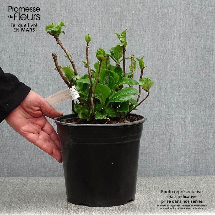 Spécimen de Hortensia - Hydrangea macrophylla Dolce Fragola tel que livré au printemps