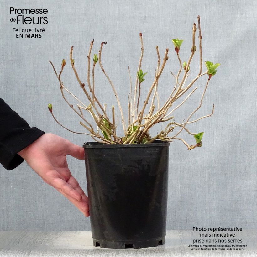Spécimen de Hortensia - Hydrangea macrophylla Dolce Gipsy tel que livré au printemps