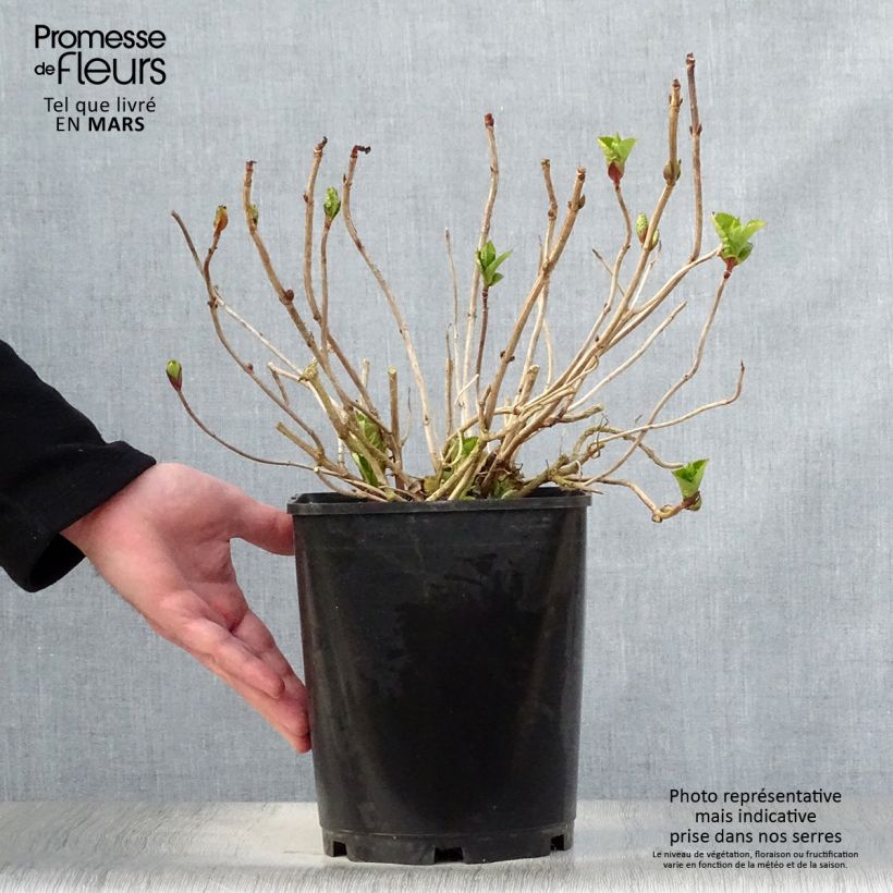 Spécimen de Hortensia - Hydrangea macrophylla Dolce Gipsy Pot de 4L/5L tel que livré au printemps