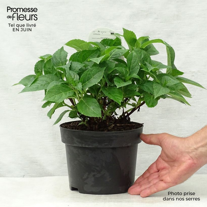 Spécimen de Hortensia - Hydrangea macrophylla Early Blue Pot de 2L/3L tel que livré en été
