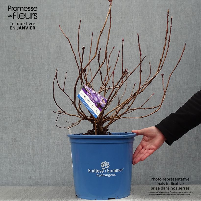 Spécimen de Hortensia - Hydrangea macrophylla Endless Summer Bloomstar tel que livré en hiver