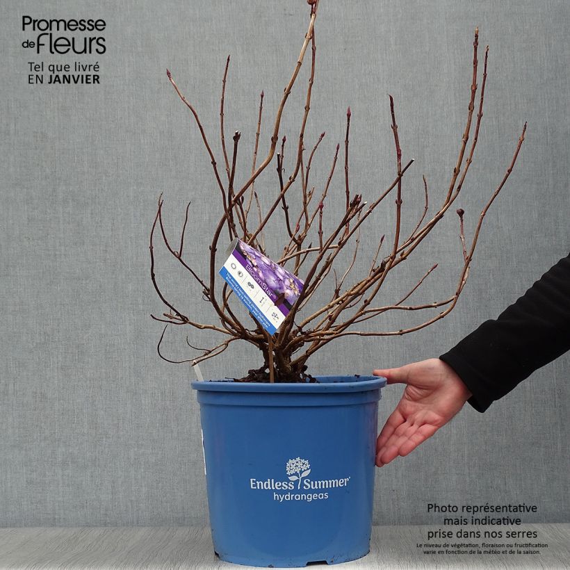 Spécimen de Hortensia - Hydrangea macrophylla Endless Summer Bloomstar en pot de 15L tel que livré en hiver