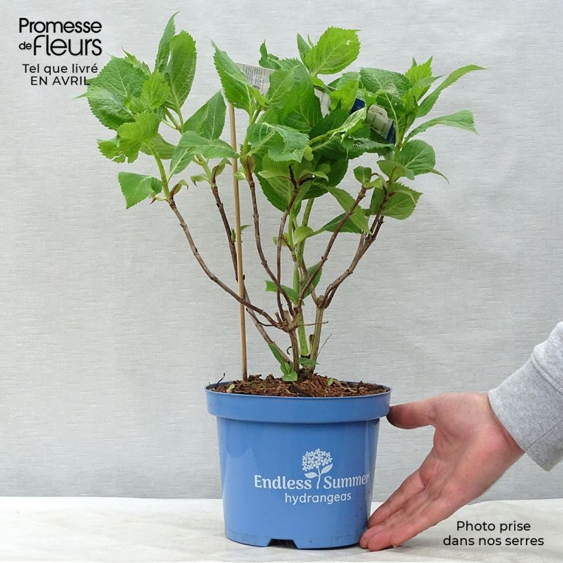Spécimen de Hortensia - Hydrangea macrophylla Endless Summer Bloomstar en pot de 3,5L tel que livré au printemps