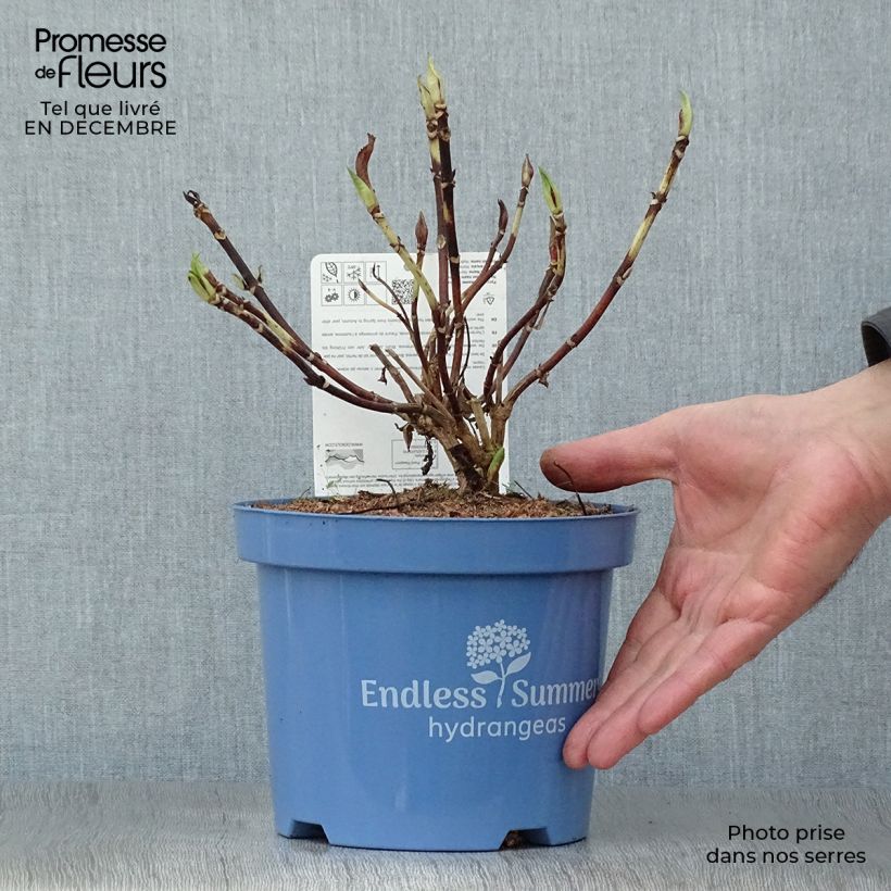 Spécimen de Hortensia - Hydrangea macrophylla Endless Summer The Original (Rose) tel que livré en hiver