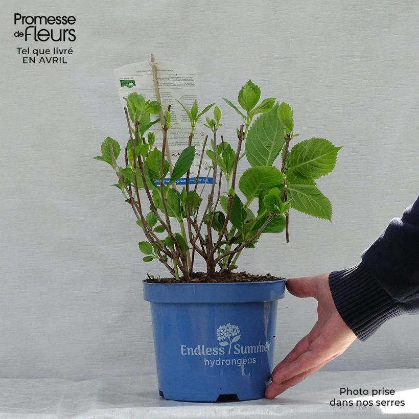 Spécimen de Hortensia - Hydrangea macrophylla Endless Summer The Bride Pot de 2L/3L tel que livré au printemps