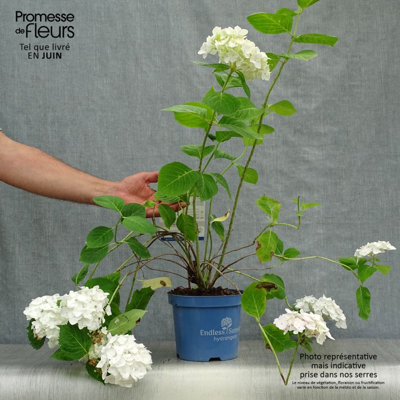 Spécimen de Hortensia - Hydrangea macrophylla Endless Summer The Bride Pot de 2L/3L tel que livré en été