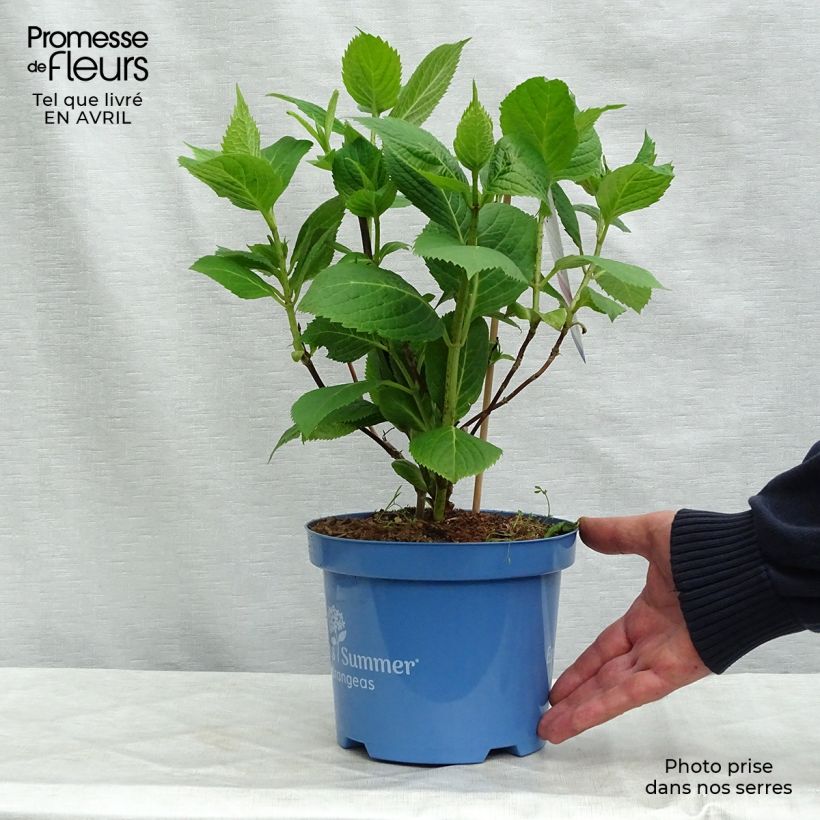 Spécimen de Hortensia - Hydrangea macrophylla Endless Summer The Original (Rose) Pot de 2L/3L tel que livré au printemps