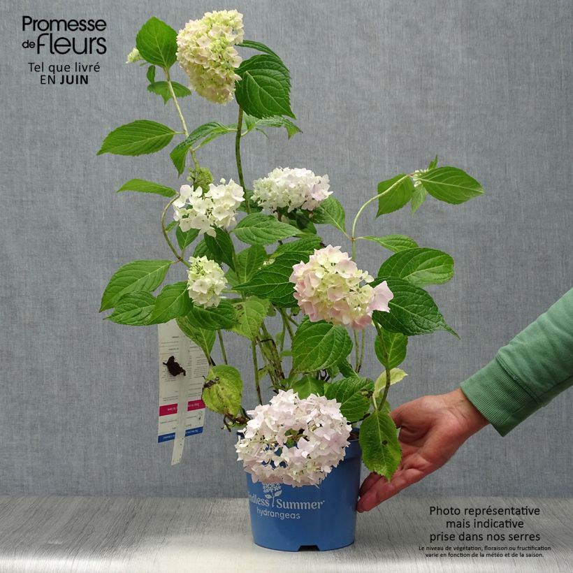 Spécimen de Hortensia - Hydrangea macrophylla Endless Summer The Original (Rose) Pot de 2L/3L tel que livré en été