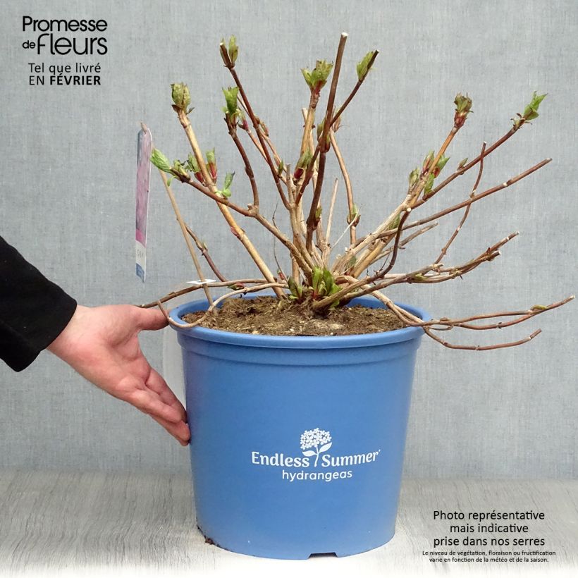 Spécimen de Hortensia - Hydrangea macrophylla Endless Summer The Original (Rose) tel que livré en hiver