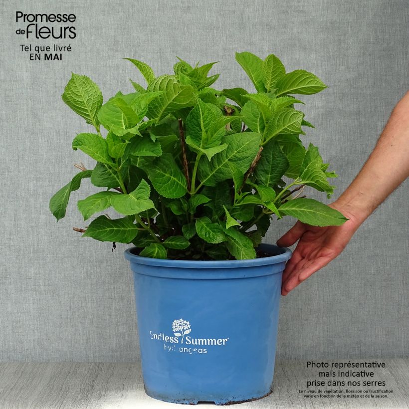 Spécimen de Hortensia - Hydrangea macrophylla Endless Summer The Original (Rose) en pot de 12L/15L tel que livré au printemps