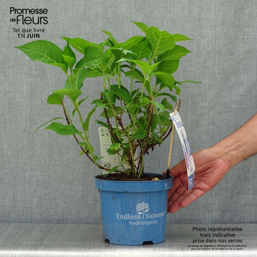 Spécimen de Hortensia - Hydrangea macrophylla Endless Summer The Original (bleu) Pot de 2L/3L tel que livré en été