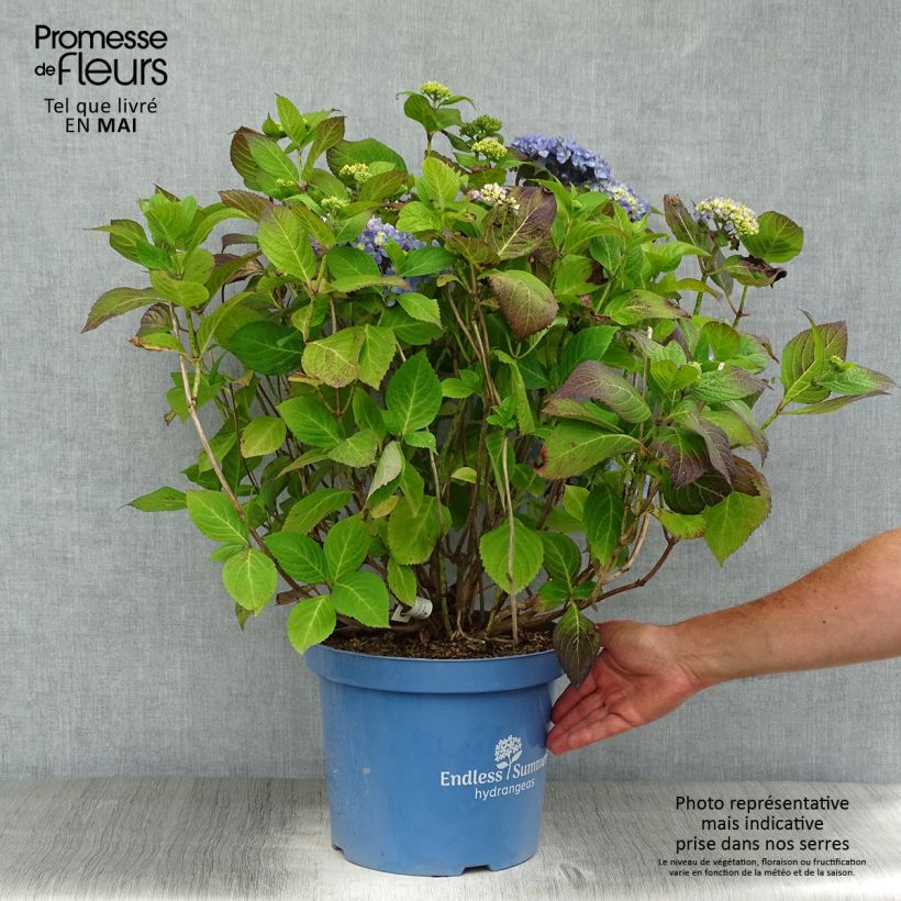 Spécimen de Hortensia - Hydrangea macrophylla Endless Summer The Original (bleu) en pot de 7,5l/10l tel que livré au printemps