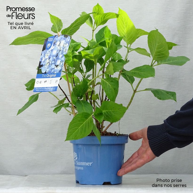 Spécimen de Hortensia - Hydrangea macrophylla Endless Summer The Original (bleu) tel que livré au printemps