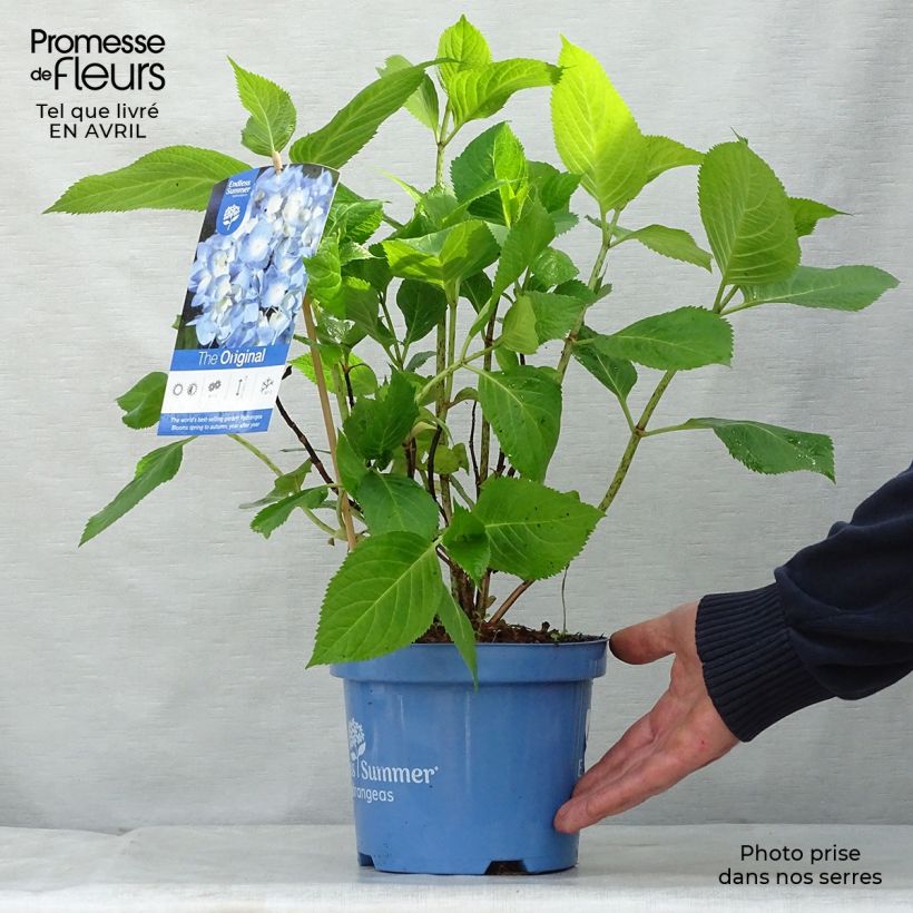 Spécimen de Hortensia - Hydrangea macrophylla Endless Summer The Original (bleu) en pot de 2/3L tel que livré au printemps
