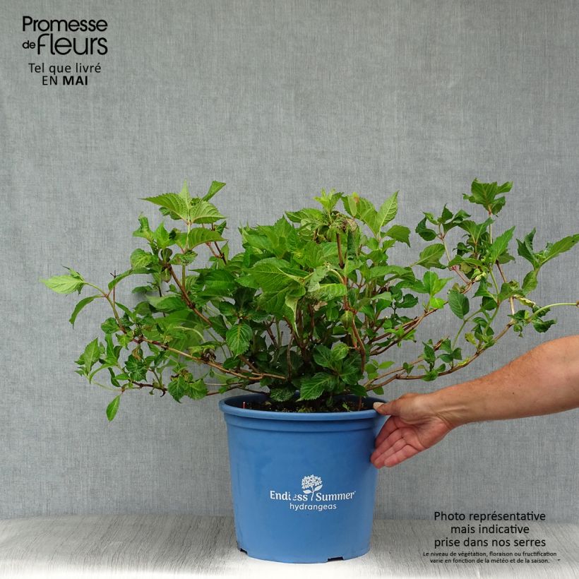Spécimen de Hortensia - Hydrangea macrophylla Endless Summer Twist and Shout en pot de 15L tel que livré au printemps