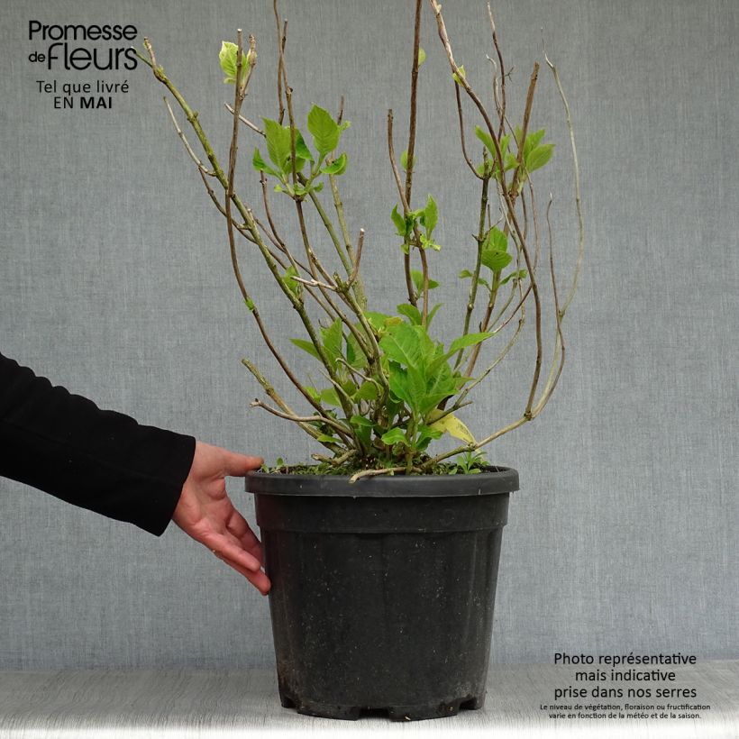 Spécimen de Hortensia - Hydrangea macrophylla Endless Summer Twist and Shout tel que livré en printemps