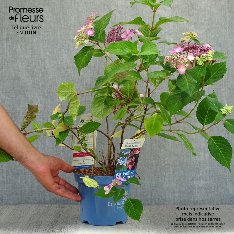 Spécimen de Hortensia - Hydrangea macrophylla Endless Summer Twist and Shout Pot de 2L/3L tel que livré en été