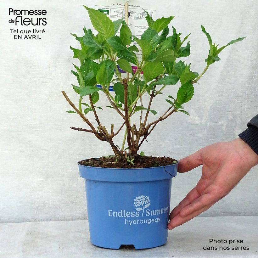 Spécimen de Hortensia - Hydrangea macrophylla Endless Summer Twist and Shout en pot de 3L tel que livré au printemps