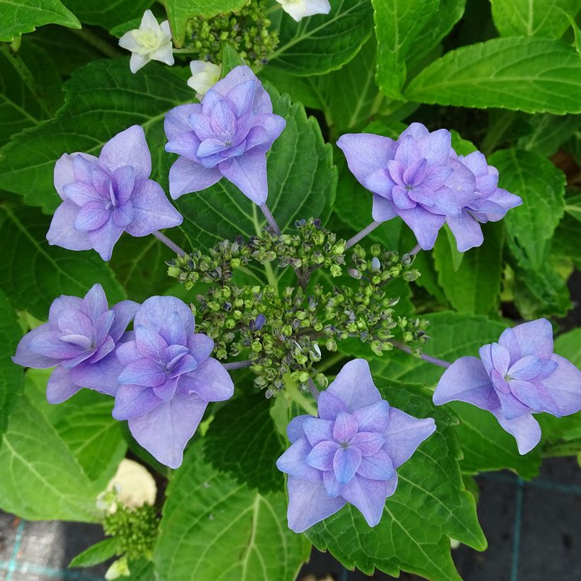 Hortensia - Hydrangea macrophylla Etoile Violette (Floraison)