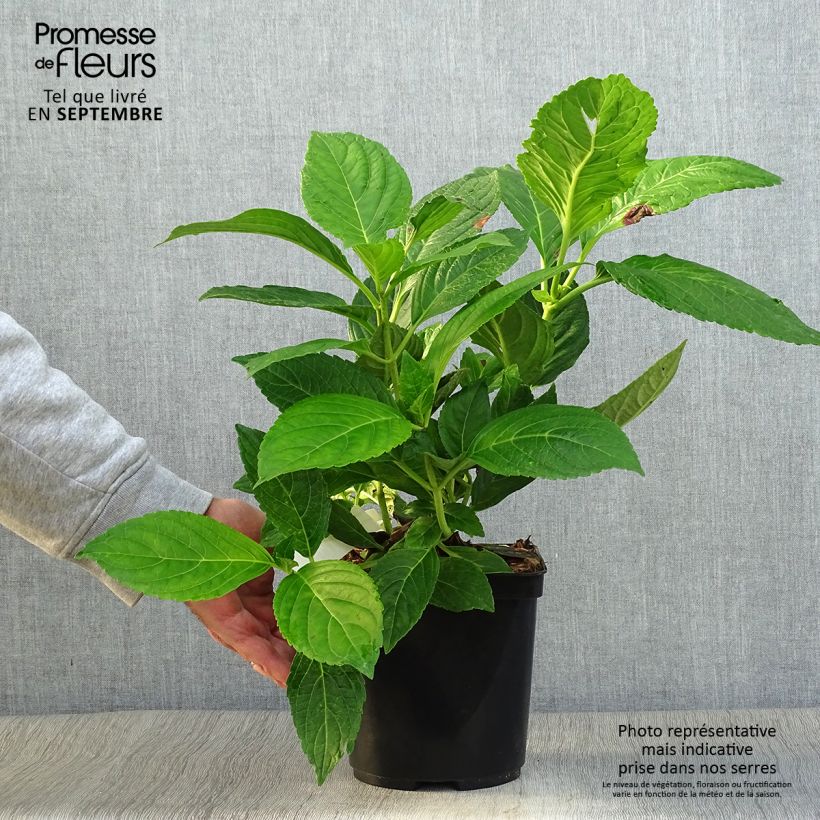 Spécimen de Hortensia - Hydrangea macrophylla Etoile Violette Pot de 2L/3L tel que livré en automne