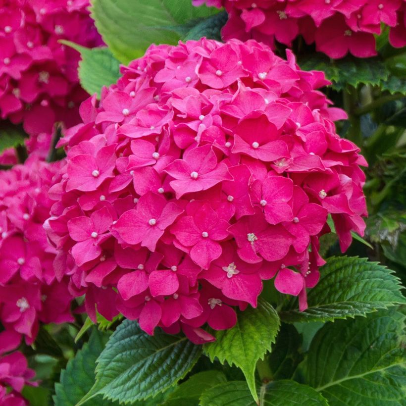 Hortensia macrophylla Eughen Hahn (Floraison)